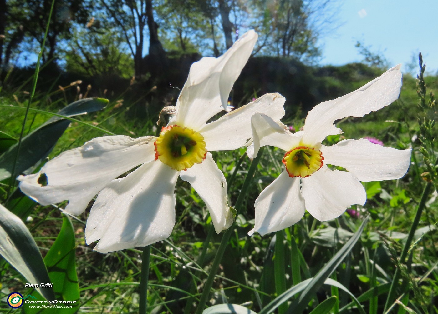19 Narcissus poeticus (Narcisi...feriti dalla grandinata !).JPG